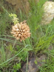 Leonotis ocymifolia