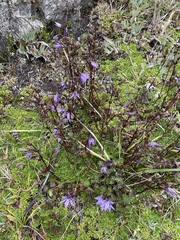 Gentianella rapunculoides
