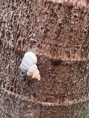 Cenchritis muricatus