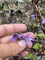 Gentianella rapunculoides