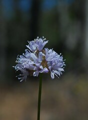Gilia capitata abrotanifolia