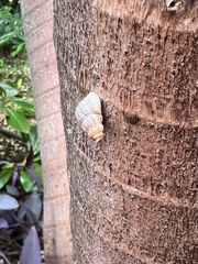 Cenchritis muricatus