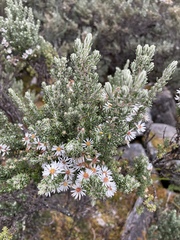 Diplostephium ericoides