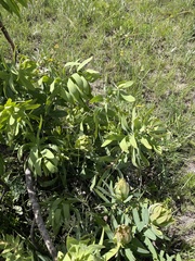 Protea gaguedi