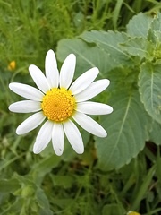 Anthemideae