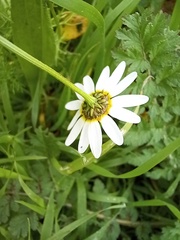 Anthemideae