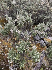 Diplostephium ericoides