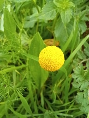 Anthemideae