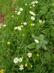 Anthemideae