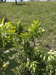 Protea gaguedi
