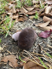 Tylopilus