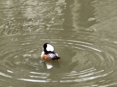 Lophodytes cucullatus