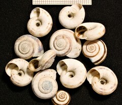 Xerolenta obvia