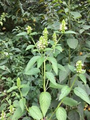 Agastache nepetoides