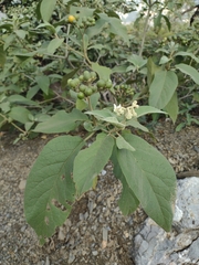 Solanum erianthum