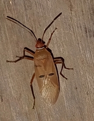 Dysdercus bimaculatus