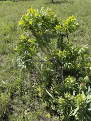 Protea gaguedi