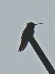 Cynanthus latirostris