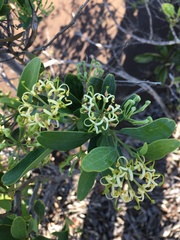 Stenocarpus umbelliferus
