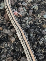 Salvadora deserticola