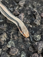 Salvadora deserticola