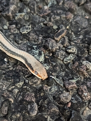 Salvadora deserticola