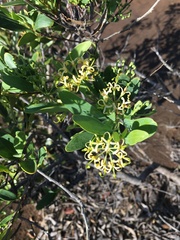 Stenocarpus umbelliferus