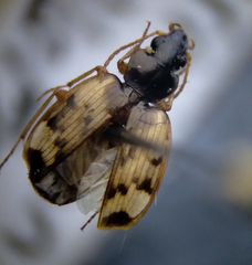 Tetragonoderus fasciatus