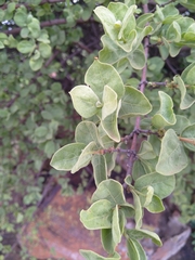 Vangueria parvifolia