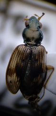 Bembidion variegatum