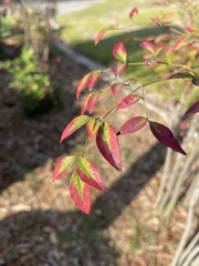 Nandina