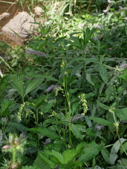 Persicaria hydropiper