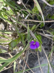 Polygala transvaalensis