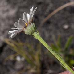 Osmitopsis afra