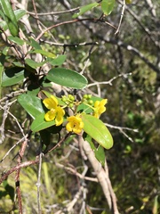Stigmaphyllon angustifolium