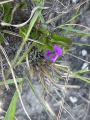 Polygala transvaalensis