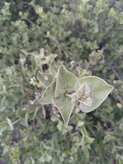 Afrocanthium gilfillanii