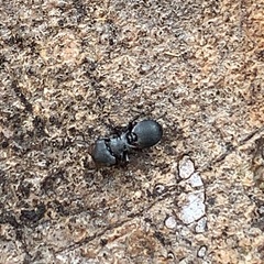 Cephalotes
