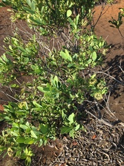 Stenocarpus umbelliferus