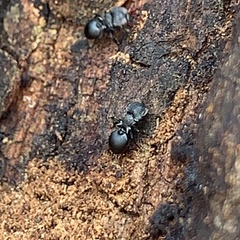 Cephalotes