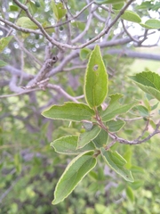 Celtis africana