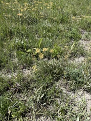 Helichrysum acutatum