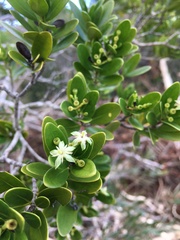 Tarenna rhypalostigma