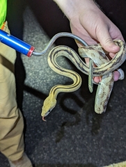 Bogertophis subocularis