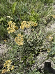 Helichrysum acutatum