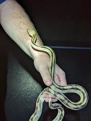 Bogertophis subocularis