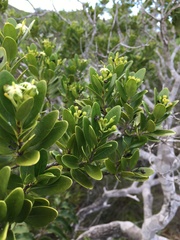 Tarenna rhypalostigma