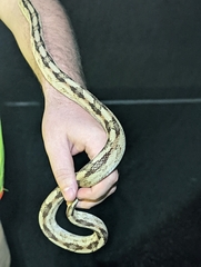 Bogertophis subocularis