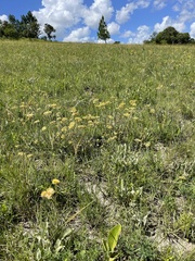 Helichrysum acutatum