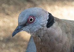 Streptopelia decipiens